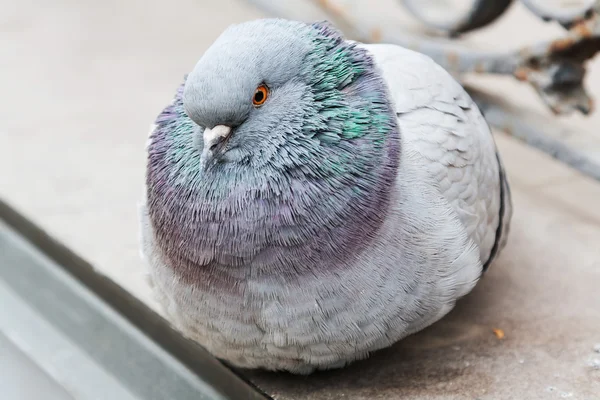 Portrait of a dove — Stock Photo, Image