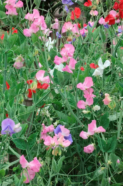 Изящные и элегантные полевые цветы — стоковое фото