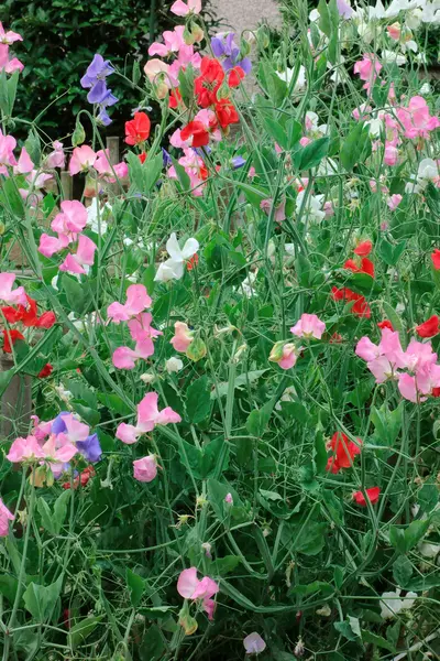 Anmutige und elegante Wildblumen — Stockfoto