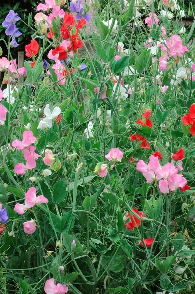 Fiori di campo graziosi ed eleganti — Foto Stock