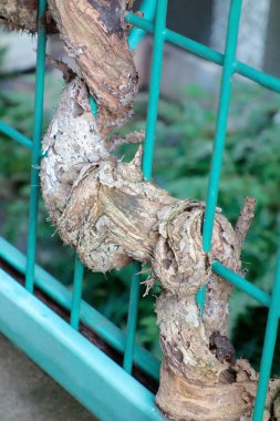 Yüksük içinde dolaşmış bitki