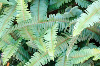 Bitki parlak yaprakları