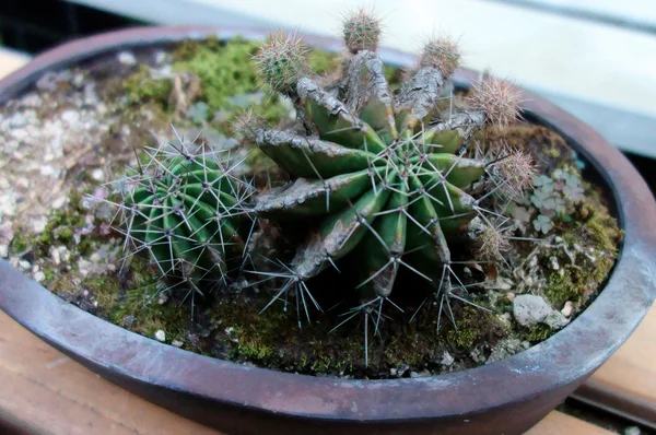 Glossy cactus curat de bonsai — Fotografie, imagine de stoc