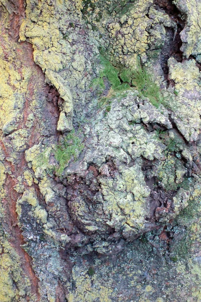 不思議な模様の樹皮 — ストック写真