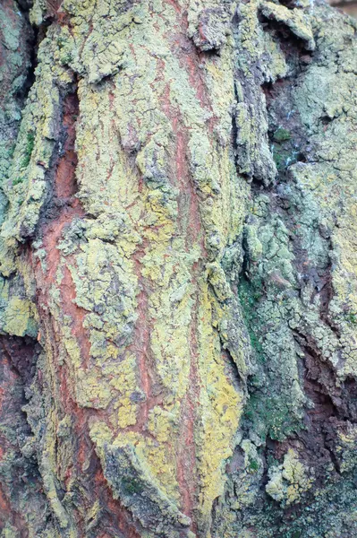 Bark of strange pattern — Stock Photo, Image