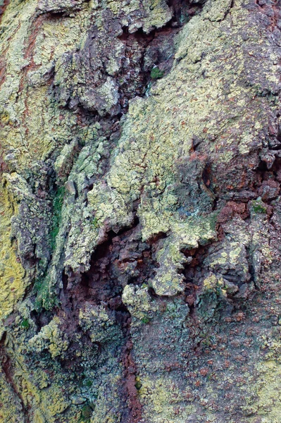 不思議な模様の樹皮 — ストック写真