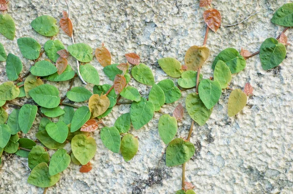 Leaf of ivy that was stuck to the wall — Stock Photo, Image