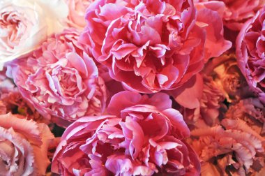 Düğün görüntü sonsuz aşk