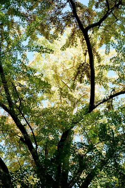 Murmúrio de vento — Fotografia de Stock