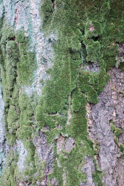 Groene natte moss — Stockfoto