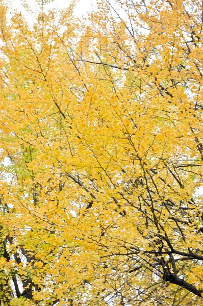 Ginkgo árvores em plena floração — Fotografia de Stock