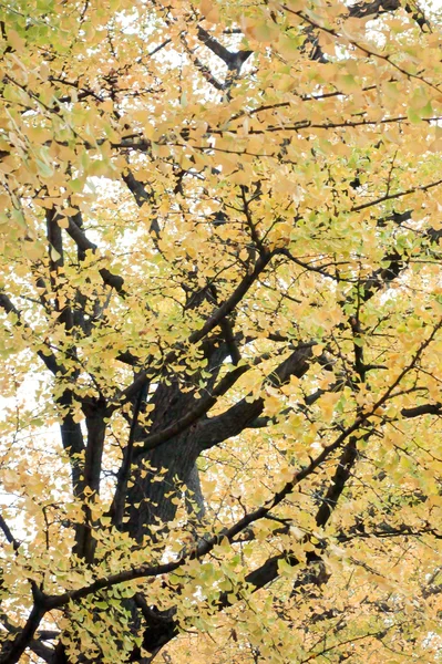 Δέντρα Ginkgo σε πλήρη άνθιση — Φωτογραφία Αρχείου