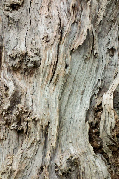 Alte Bäume stattlich — Stockfoto