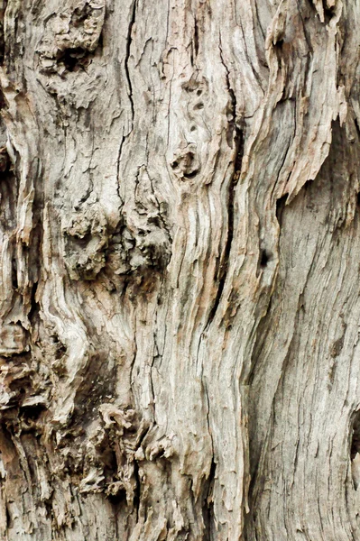 Vieux arbres majestueux — Photo