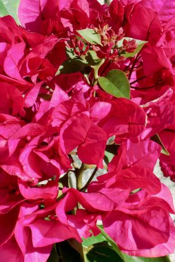 Koyu kırmızı parlak ve zarif çiçekler