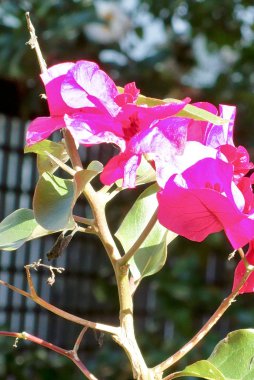 Taze adı pembe çiçek değil