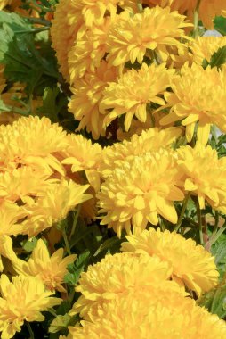 Parlak sarı krizantem