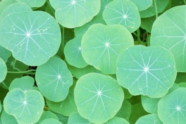 Leaf bitki ilginç şeklinde