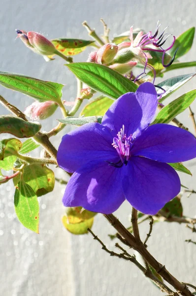 Flor púrpura brillante — Foto de Stock