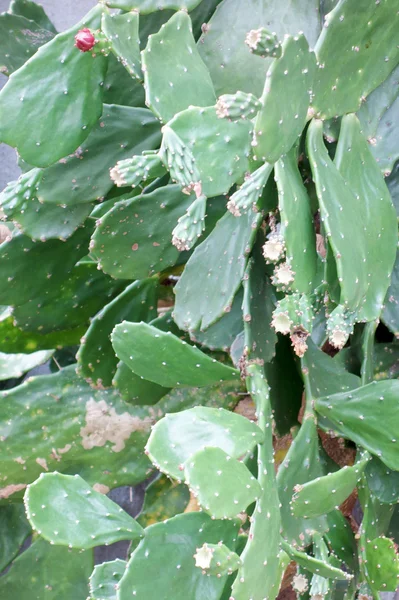 Kaktusz tüske botok — Stock Fotó