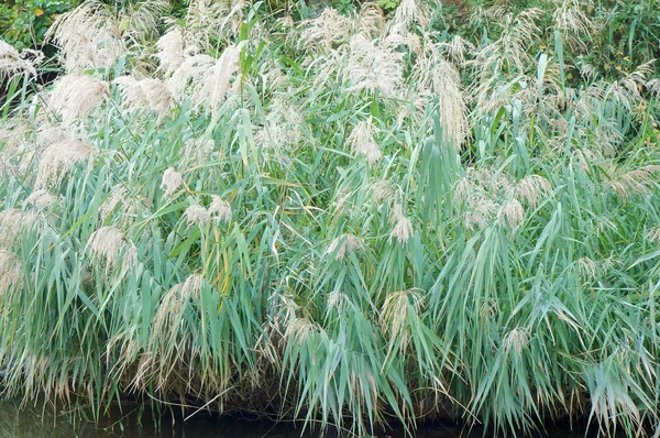 Japonský pampové trávy pole — Stock fotografie