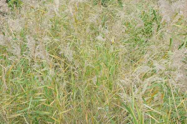 Japonský pampové trávy pole — Stock fotografie