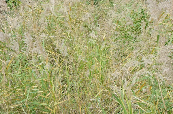 Japanse pampas grasveld — Stockfoto