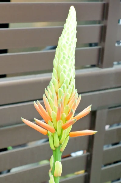 Flores de aloés elegantes — Fotografia de Stock