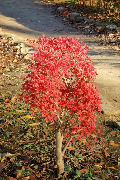 Mooie bomen die Herfstbladeren — Stockfoto