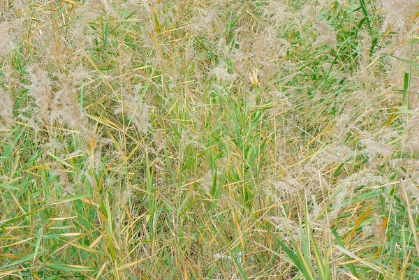 Japans zilveren gras — Stockfoto