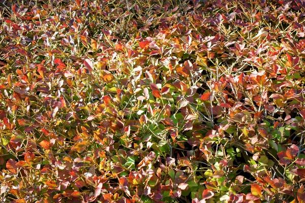 Rote Farbe gefärbte Buchse — Stockfoto