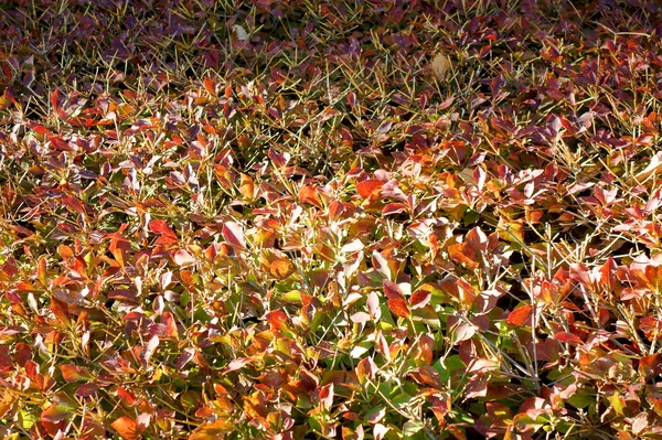 Bague colorée de couleur rouge — Photo