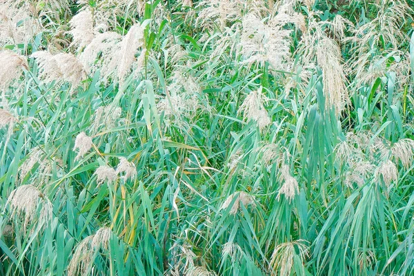 Japans zilveren gras — Stockfoto