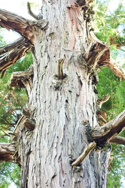 Bomen zoals de objecten Rechtenvrije Stockfoto's