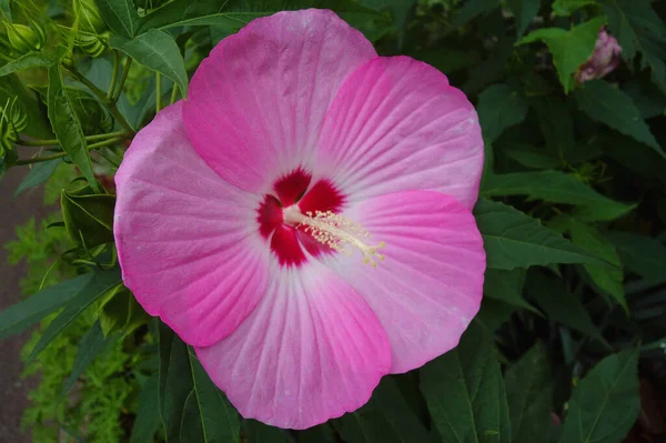 Egy Ragyogóan Színes Nagy Rózsaszín Fényes Hibiszkusz — Stock Fotó