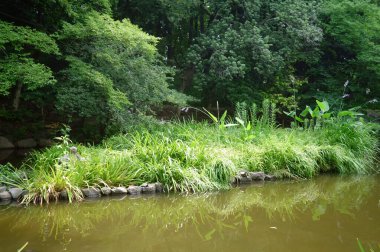Yoğun bir şehrin varoşlarında korunan bir orman parkı.