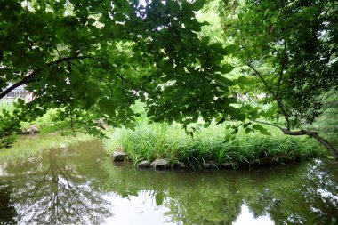 Yoğun bir şehrin varoşlarında korunan bir orman parkı.