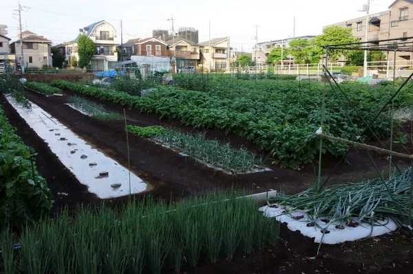 Paysage Agricole Louer Dans Banlieue Une Ville Bien Entretenue — Photo