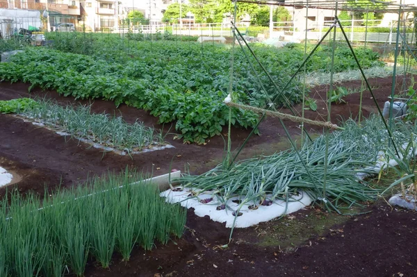 Paysage Agricole Louer Dans Banlieue Une Ville Bien Entretenue — Photo