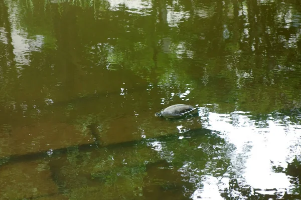 Turtle Gracefully Swims Surface Algae Swamp — Stock Photo, Image
