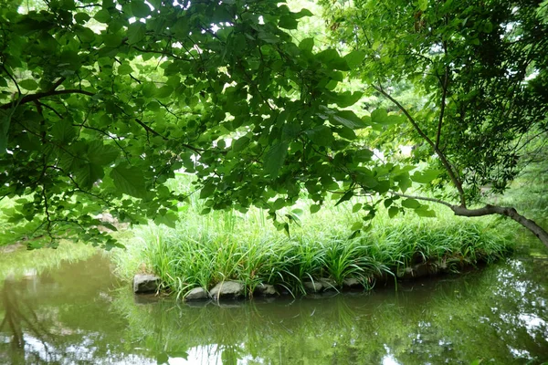 密集した都市の郊外に整備された森林公園 — ストック写真