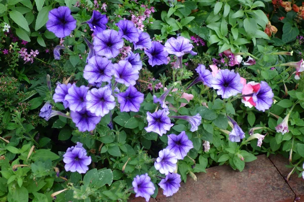 Güzel Sıradan Bir Yerde Açan Mor Bir Çiçek Violet — Stok fotoğraf
