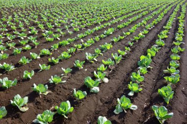 Ekinler, çiftlik manzarası, metropolitan alanı.