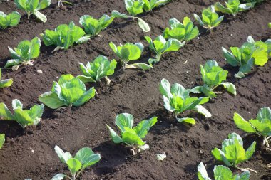 Ekinler, çiftlik manzarası, metropolitan alanı.