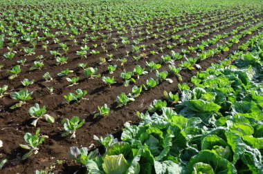 Ekinler, çiftlik manzarası, metropolitan alanı.