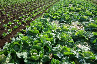 Ekinler, çiftlik manzarası, metropolitan alanı.