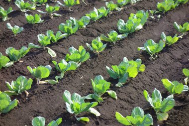 Ekinler, çiftlik manzarası, metropolitan alanı.