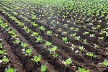 Ekinler, çiftlik manzarası, metropolitan alanı.