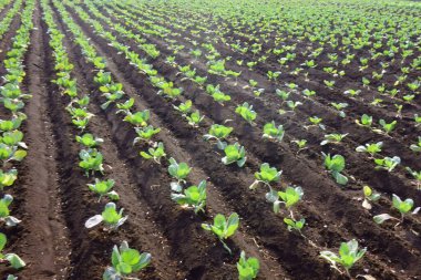 Ekinler, çiftlik manzarası, metropolitan alanı.