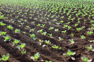 Ekinler, çiftlik manzarası, metropolitan alanı.